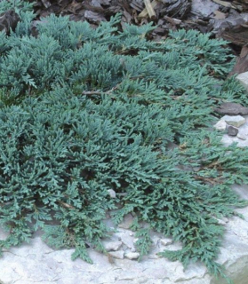 Juniperus horizontalis 'Icee Blue'